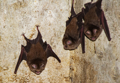 Hipposideros caffer