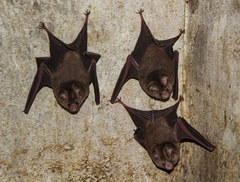 Hipposideros caffer