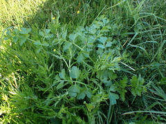 Apium decumbens