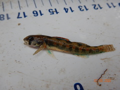 Etheostoma exile