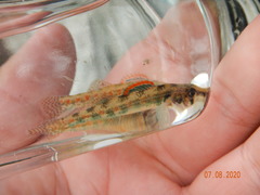 Etheostoma exile