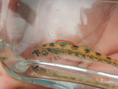 Etheostoma exile