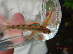 Etheostoma exile