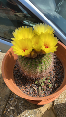 Parodia