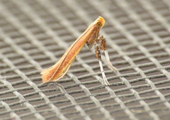 Caloptilia invariabilis