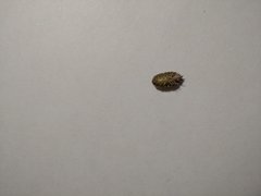 Porcellio scaber