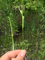 Carex granularis