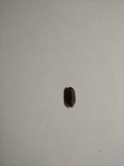 Porcellio scaber
