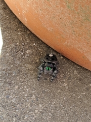 Phidippus audax