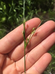 Juncus dudleyi