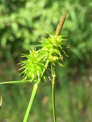 Carex flava