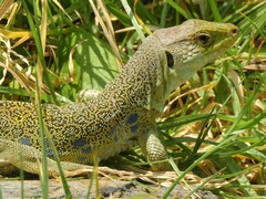 Timon lepidus lepidus