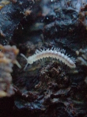 Brachydesmus superus