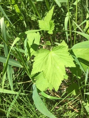 Ribes americanum