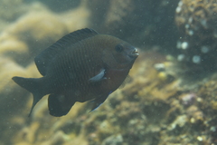 Plectroglyphidodon obreptus
