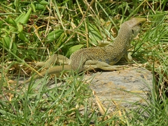 Timon lepidus lepidus