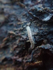 Brachydesmus superus