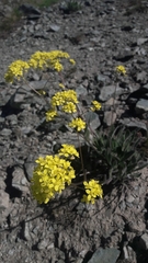 Biscutella laevigata