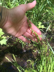 Carex stipata