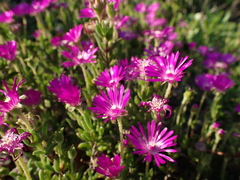 Drosanthemum intermedium