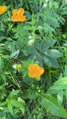 Trollius