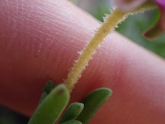 Drosanthemum intermedium