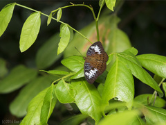 Tanaecia pelea irenae