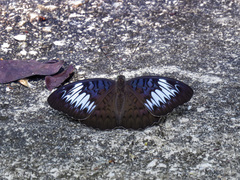 Tanaecia pelea irenae
