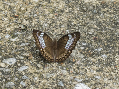 Bassarona teuta tiomanica