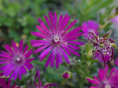 Drosanthemum intermedium