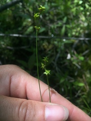 Carex interior