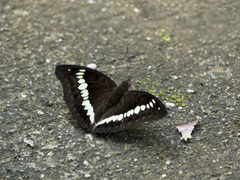 Bassarona teuta tiomanica