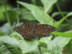 Euthalia merta tioma