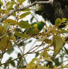 Chlorophonia callophrys