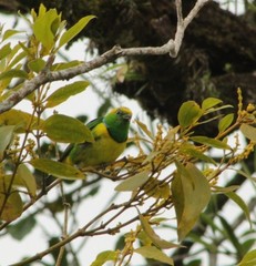Chlorophonia callophrys