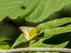 Saletara liberia distanti