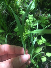 Carex granularis