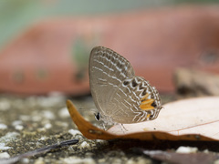 Jamides philatus subditus