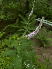Veronicastrum sibiricum