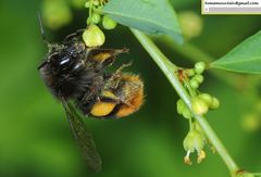 Bombus ignitus