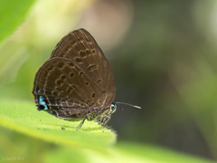 Arhopala moolaiana yajuna