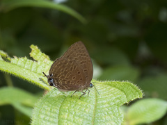 Arhopala