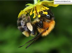 Bombus opulentus
