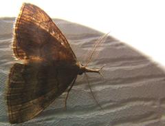 Phalaenostola metonalis