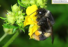 Bombus ganjsuensis