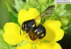 Anthidiellum boreale