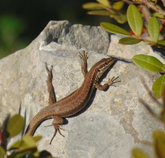 Erhard'S Wall Lizard