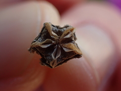 Drosanthemum intermedium