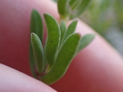 Drosanthemum intermedium