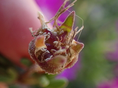 Drosanthemum intermedium